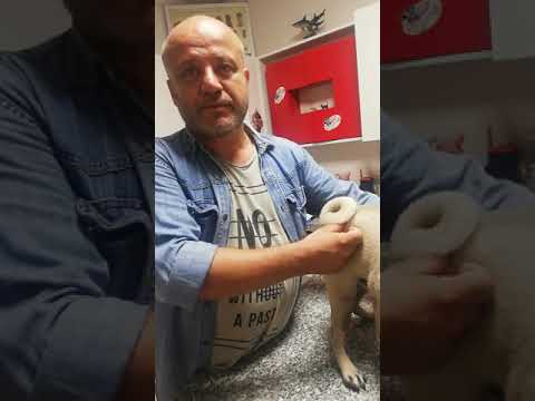 Video: Kısa Burunlu Irk Köpeklerde Solunum Problemi