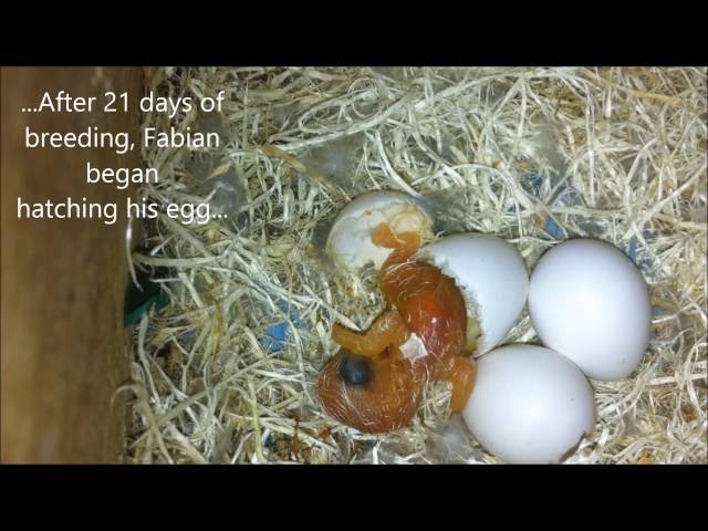 LOVEBIRD ALMOST DEAD!! Growing Up Story (VIDEO) class=