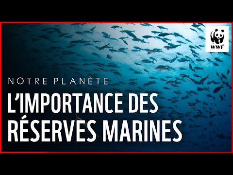 L'importance de créer des réserves marines : le parc naturel des îles Medes en Espagne