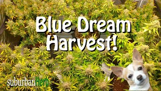 Harvest Day for Blue Dream and Blue Cheese! Multi-plant grow under the Viparspectra ks3000.