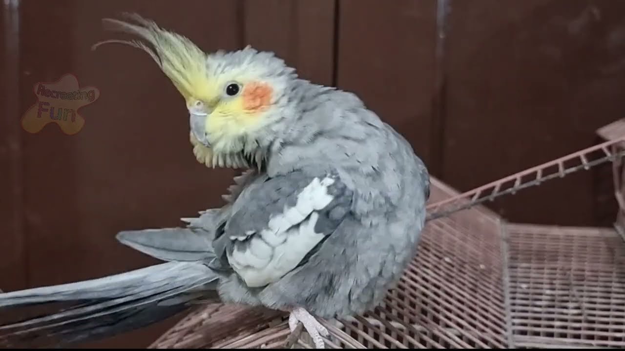 How Cockatiel Cleans Themselves Cute Cockatiel Video Cockatiel