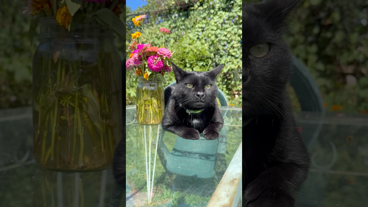 🐱 Cute Cat Antics Compilation 😺 Funny, Adorable & Heartwarming Cat Clips 