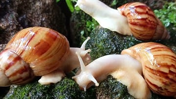 More Than a Shell: The Amazing World of Snail Adaptation