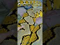 Most Venomous Snake 🐍#snake #shorts #viral #reel #trending