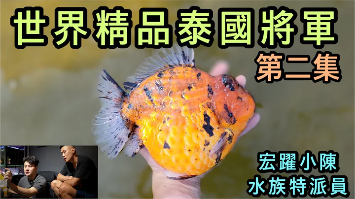 金鱼圈世界精品将军金鱼，让宏跃水族小陈带着我们探索将军金鱼的神秘宝藏“第二集” - 天天要闻