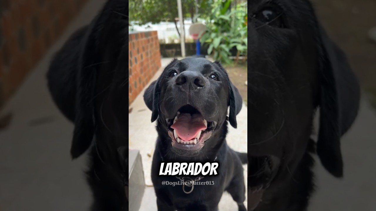 5 Surprising Fun Facts About Labrador! 😍🥰🐶 