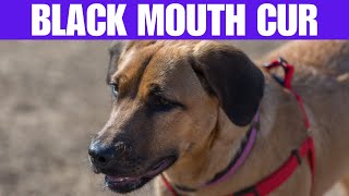 Conheça o Black Mouth Cur Um Companheiro Canino Versátil by Pet Feliz a Vida Secreta dos Bichos 34 views 8 days ago 7 minutes, 24 seconds