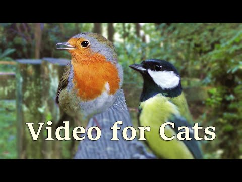 videos-for-cats-:-birds-chirping-at-the-forest-gate---8-hours