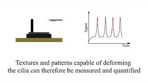 Highly Sensitive Bio-Inspired Sensor for Fine Surface Exploration and Characterization