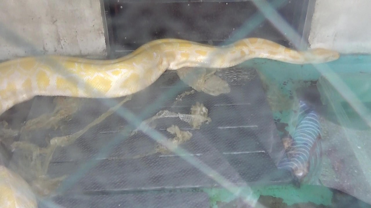 ニシキヘビの脱皮 Cute Molurus python molting 【Cute animal videos】 - YouTube