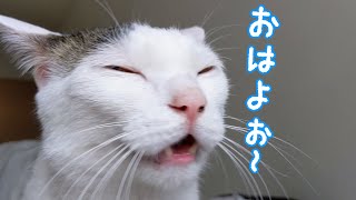 寝ぼけてても「おはよ」を言ってくれるお喋り猫