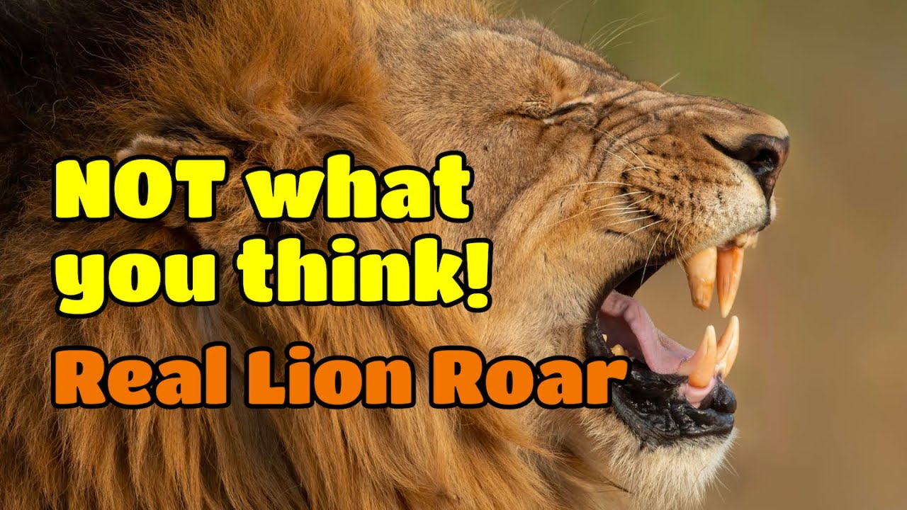 Why a Lion’s Roar Isn’t What You Think