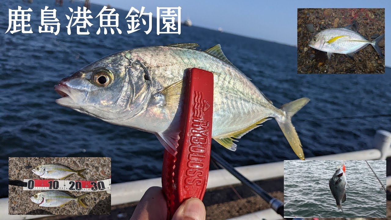 【鹿島港魚釣園】秋のシマアジ実釣調査　青物の引きは別格です