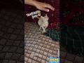 “Muffin’s Cute Mischief Will Melt Your Heart 💖”#CATVIDEOS#SHORTS #FUNNY#CATMISCHEF#