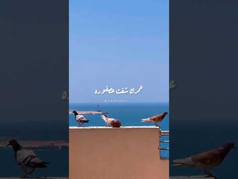 عمرك شفت عصفوره جايه وجايبه معاها حبايه قمح لبكرا تصميمي شعر  ترند اكسبلور فولو