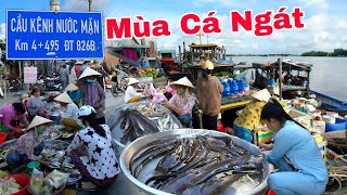 Mùa cá Ngát ở Chợ Kinh Nước Mặn - Đẹp lạ ngôi chợ nhìn thấy được 3 tỉnh