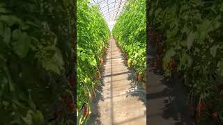 Tomato 🍅 Farm Walk | #agriculture #viral #tomato #farming #fypシ #tenge #fyp