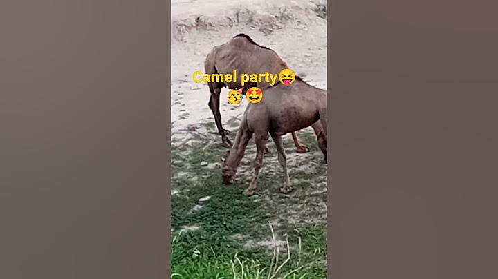 HEY camel ladies party goes wrong😦😐😡🥲🤨🤨🤨🥳🥳🥳🥳#foryou #famous #shorts #foryoupage #camel #viral