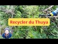Comment recycler des branches de sapin thuya