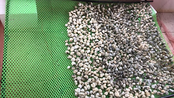 Ốc Con 2 Tuần Tuổi Ai Cần Lh 0919.748.192