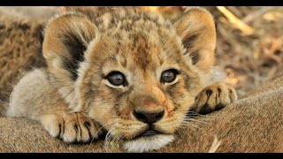 The Majestic Journey From Lion Cub to King of Jungle #lioncub #lion #cubs #wildlife #cute #cat by Wildlife Revisits 151 views 5 months ago 2 minutes, 29 seconds