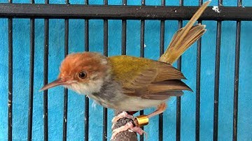 Suara Prenjak LUMUT Lancur / Cinenen Pisang Jantan GACOR Full Volume Lantang JERNIH Ampuh Buat PIKAT