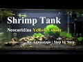 Shrimp Tank Make Over | Neocaridina | Basic Aquascape