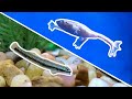 Top 5 oddballs for your next nano aquarium