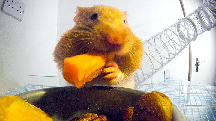 THIS Is How Hamsters Fit So Much Food Inside Their...