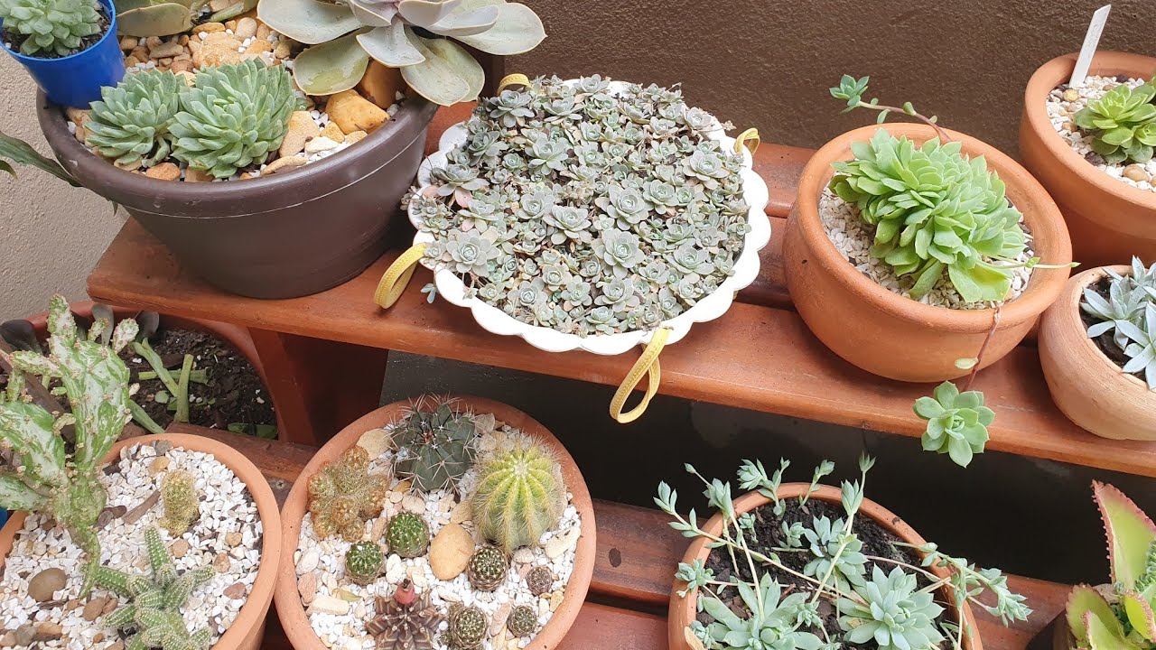 Mais de 20 Suculentas que  formam colônias, ótimas opções para encher vasos, identificações e dicas.