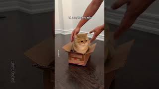 maybe im a cat... #funnyshorts #cats #fyp #viralshorts #programming #life