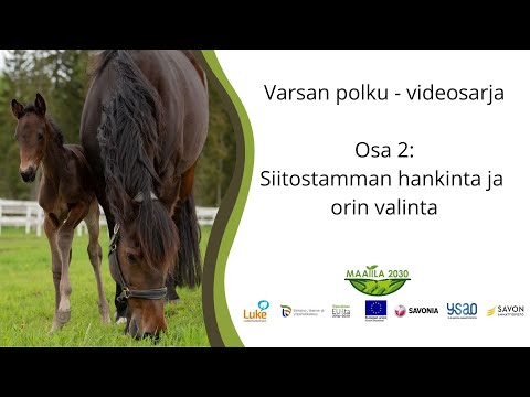 Video: Miten valita paras koirarotu terveydelle