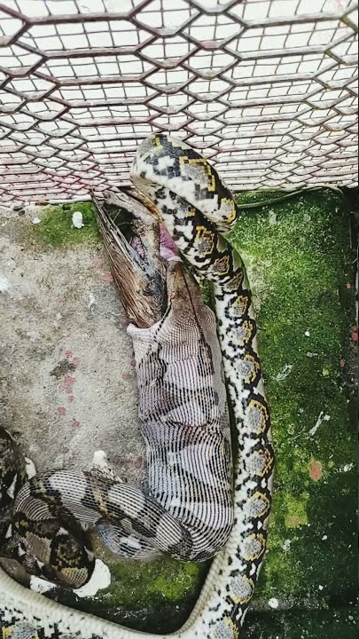 Ular Piton Memuntahkan Mahluk Yang Ada Di Dalam Perutnya#python#shorts