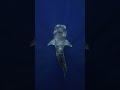 🦈🌊 Did You Know Sharks Are Older Than Trees? 😱 | Ancient Ocean Survivors