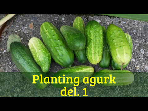 10. Planting agurk del.1