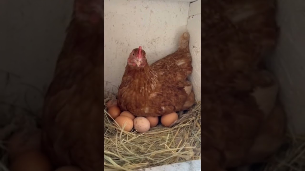 Чё смотришь? 