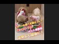 ポンポリース公式｜No.9463　ポンポリースのトロピカル食器台！毎日のゴハンや水飲みを健康的に！