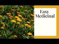 Calendula: The Easiest Medicinal Herb You Can Grow From Seed #herbalremedies