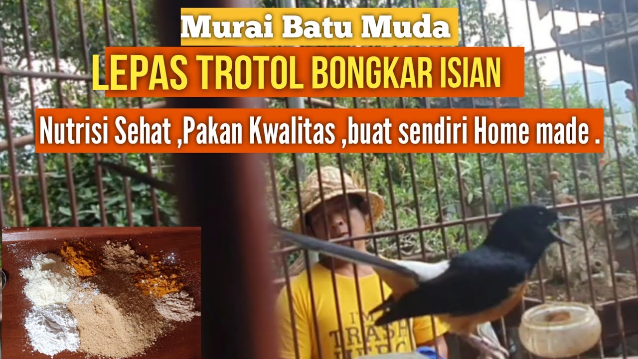 Buang Racun pada Jangkrik vs Murai Batu Bongkar isian  Trotol  ,Kuncinya di pakan yg Ber NUTRISI