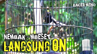 Pancingan Kacer Agar Emosi Dengan Besetan Dan Tembakan Langsung Gacor