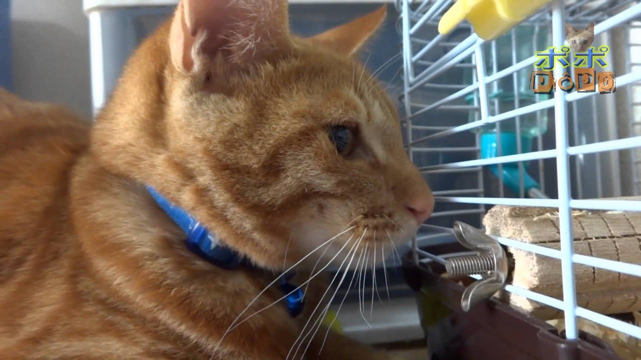 猫とハムスター Popo Cat and Paru Hamster