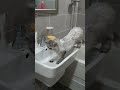 수돗물마시는 고양이 #냥이 #고양이 #페르시안친칠라 #물마시는고양이 #수돗물