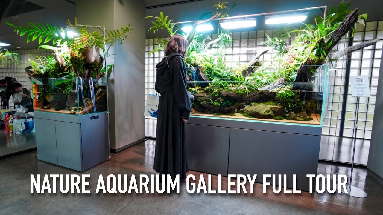 Самая невероятная ГАЛЕРЕЯ АКВАРИУМОВ — тур ADA Gallery Tour 2025