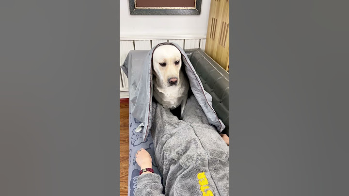 狗子睡觉时你可以试试 You can try it while the dog sleeps! #萌寵#寵物#搞笑#拉布拉多 #doglover #Labrador #labradorpuppy