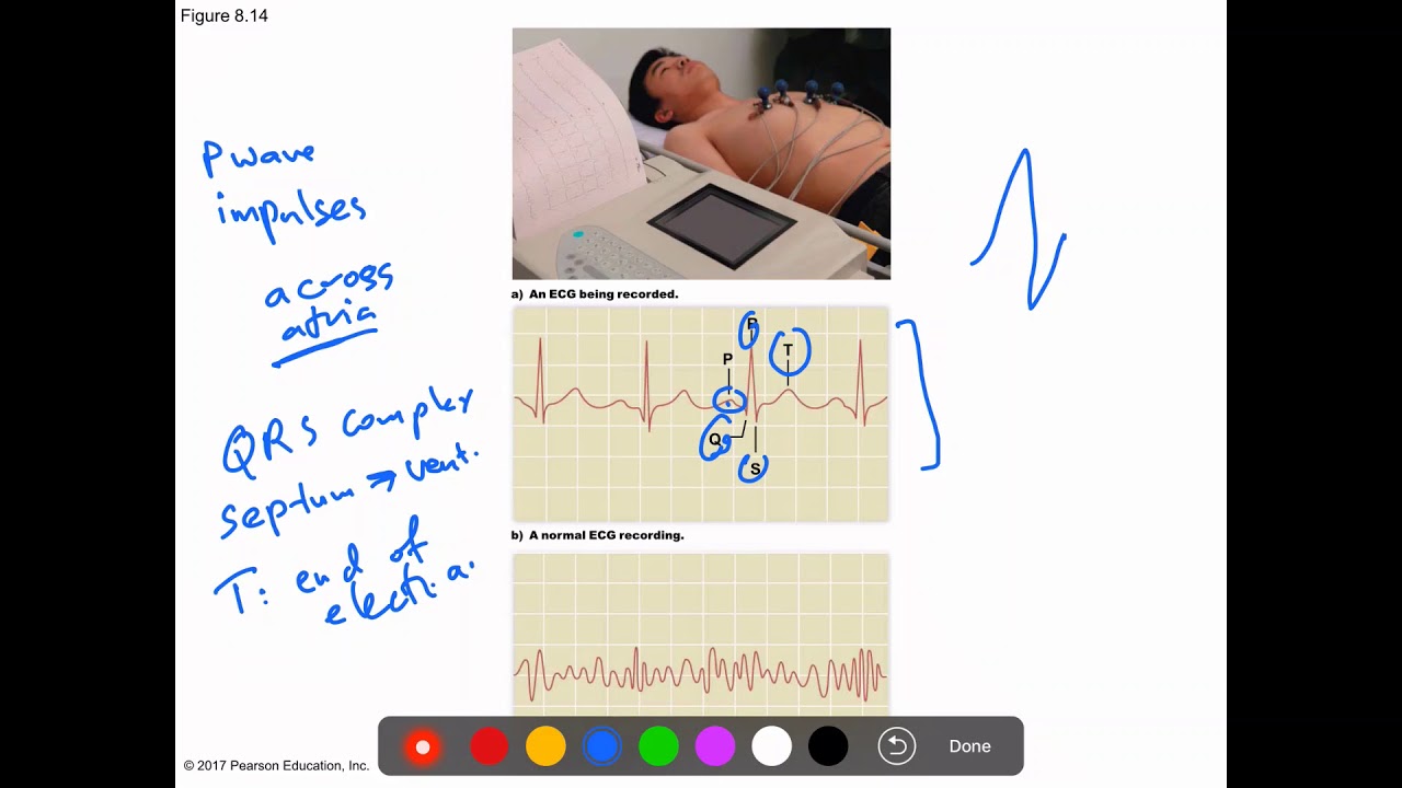 camera iphone 8 plus apk Human Biology-Chapter 10-Part 3