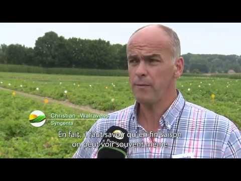 Syngenta Aardappelziektes FR