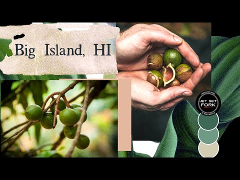 Video: Macadamia Fıstığı ve Hawaii