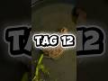 Tag 12 von ich ziehe eine Armee von Fröschen groß #frösche #verwandlung #dailyvlog