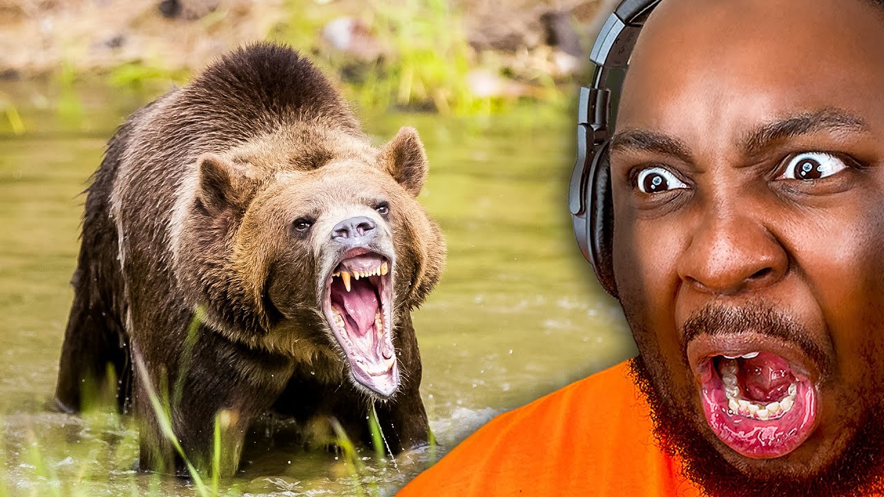 Why you should STAY AWAY FROM BEARS!!!