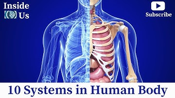 Human Organ Systems Anatomy | 10 Systems in Human Body 3D Animation Video
